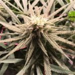 Double Dream Marijuana Strain