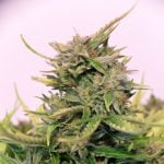 Double Dream Strain Marijuana Plant