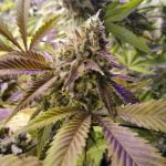 Ecto Cooler Marijuana Strain