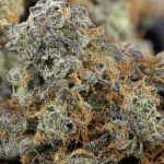 Ecto Cooler Strain Marijuana Plant