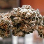 Ether Strain Marijuana Plant