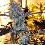 Garlic Breath Marijuana Strain