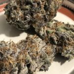 Garlic Breath Strain Marijuana Plant