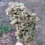 Ghost Train Haze Bud