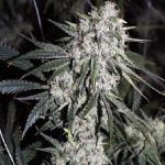 Ghost Train Haze Marijuana Strain