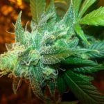 Ghost Train Haze Strain Marijuana Plant