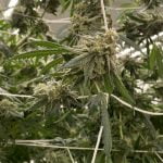 Glueball Marijuana Strain