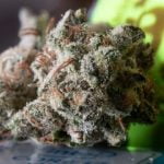 Glueball Strain Marijuana Plant