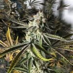 Gorilla Cake Marijuana Strain