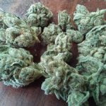 Gorilla Cake Strain Marijuana Plant