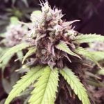 Gorilla Cookies Marijuana Strain