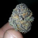 Granddaddy Purple Bud