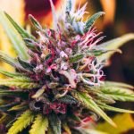 Granddaddy Purple Strain Marijuana Plant