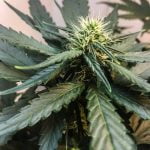 Grapefruit Marijuana Strain