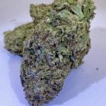 Guava Strain Marijuana Plant