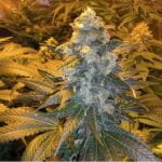 Ice Marijuana Strain