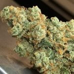 J1 Strain Marijuana Plant