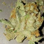 Jack The Ripper Bud