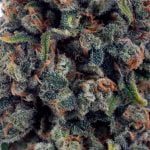 Jack The Ripper Strain Marijuana Plant