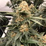 Jager Marijuana Strain