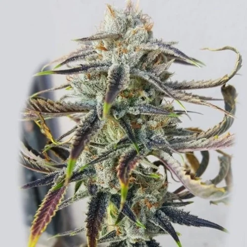 Jenny Kush Marijuana Strain