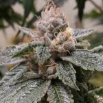 King Louis Marijuana Strain