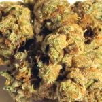 King Louis Strain Marijuana Plant