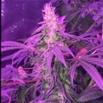 Kosher Kush Marijuana Strain