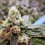 Kosher Kush Strain Marijuana Plant