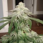 Kush Cake Marijuana Strain