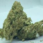 Kush Cake Strain Marijuana Plant
