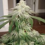 LA Kush Cake Marijuana Strain