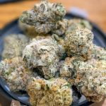 LA Kush Cake Strain Marijuana Plant