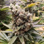 Laughing Buddha Marijuana Strain