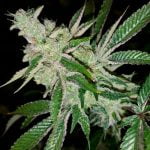 Lemon Cookies Marijuana Strain