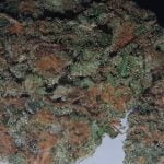 Lemon Cookies Strain Marijuana Plant