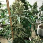 Lilac Diesel Marijuana Strain