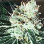 Lilac Diesel Strain Marijuana Plant