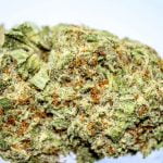 Lucinda Williams Bud