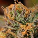 Lucinda Williams Marijuana Strain