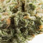 Lucinda Williams Strain Marijuana Plant