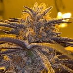 Mint Chocolate Chip Marijuana Strain