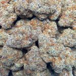 Mint Chocolate Chip Strain Marijuana Plant