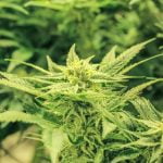 Mob Boss Marijuana Strain