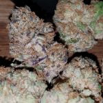 Mob Boss Strain Marijuana Plant