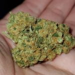 Moby Dick Bud