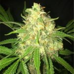 Moby Dick Marijuana Strain