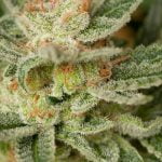 Moby Dick Strain Marijuana Plant