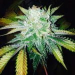 Orange Cream Marijuana Strain