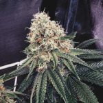 Orangeade Marijuana Strain
